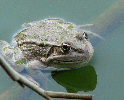 Grenouille