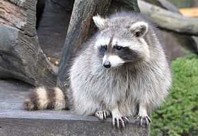 Procyon lotor