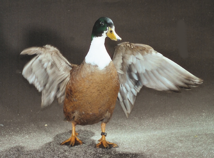 Canard vouille