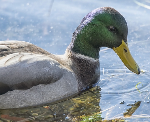Colvert A. Chivinsky CC