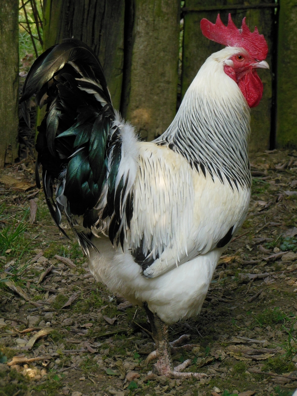 Bourbonnaise coq2
