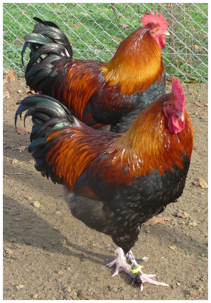 Marans froment dore reproducteurs