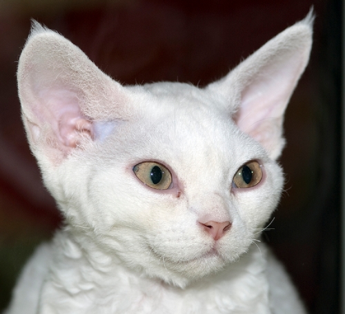 Devon rex