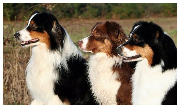 Bergers australiens   Ph. P. Gonzales