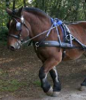 Cheval traction2