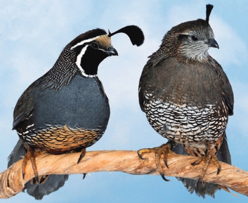 Colin californie couple