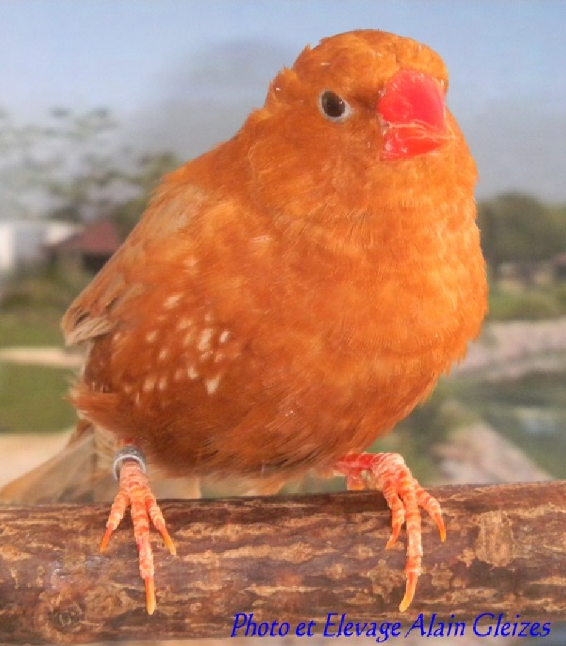 Mandarin dos orange