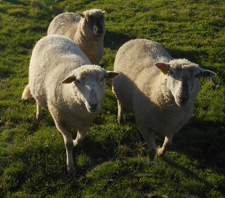 Belle Ile Denved ar vro