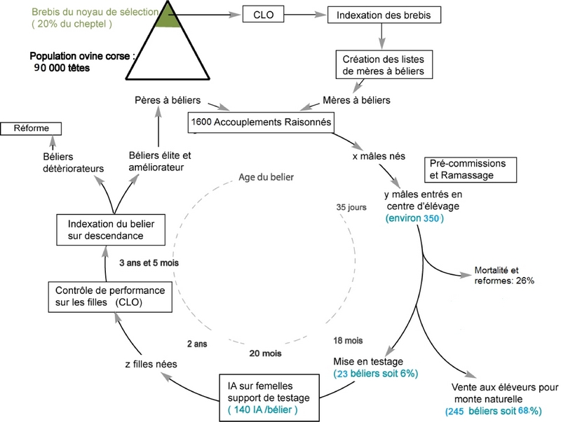 Brebis corse selection