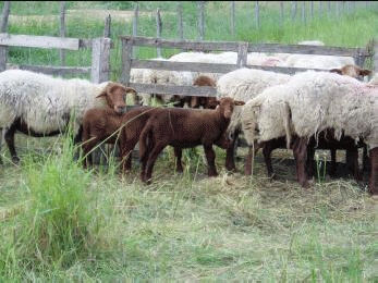 mouton solognot troupeau2