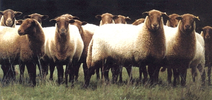 mouton solognot troupeau3