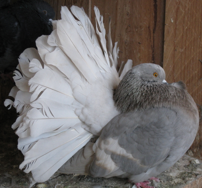 PIgeon S.Matthieu