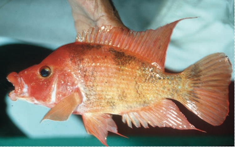 Amphilophus labiatus