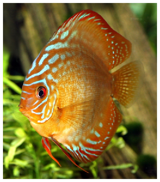 Discus   Ph. R.Allgayer