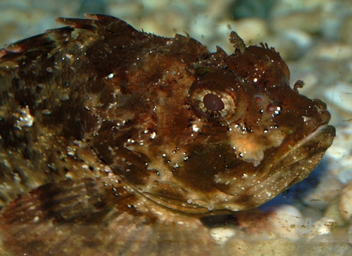 Scorparna porcus JJLorrin