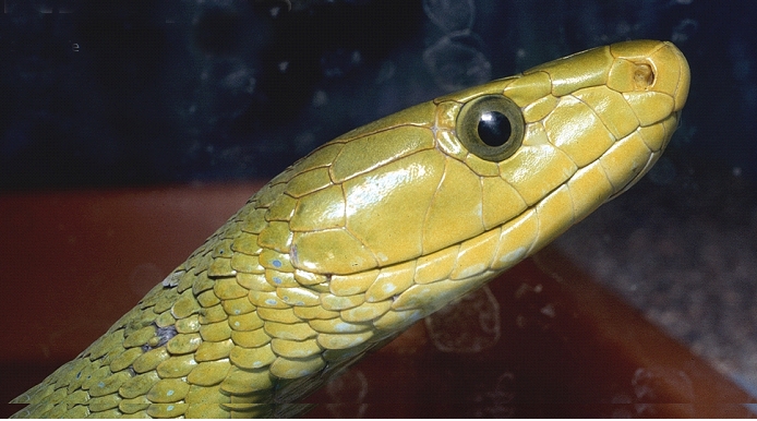 Dendroaspic angusticeps