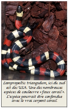 Lampropeltis triangulum
