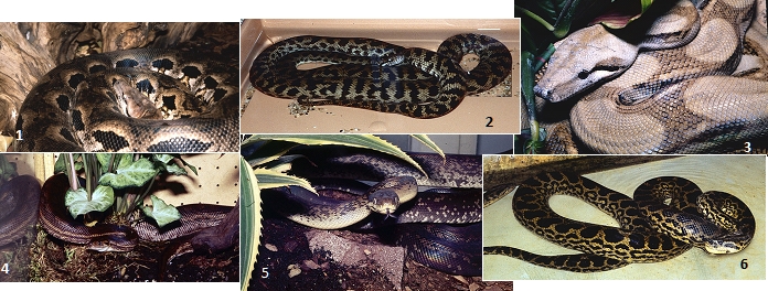 Serpents1