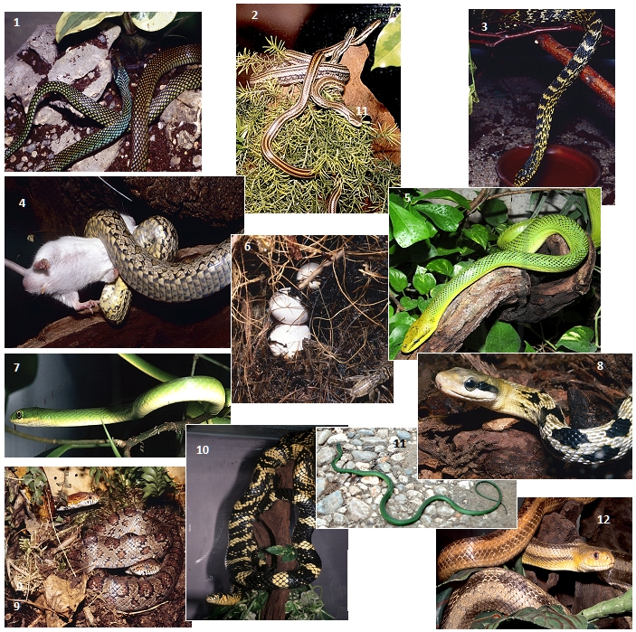 Serpents3