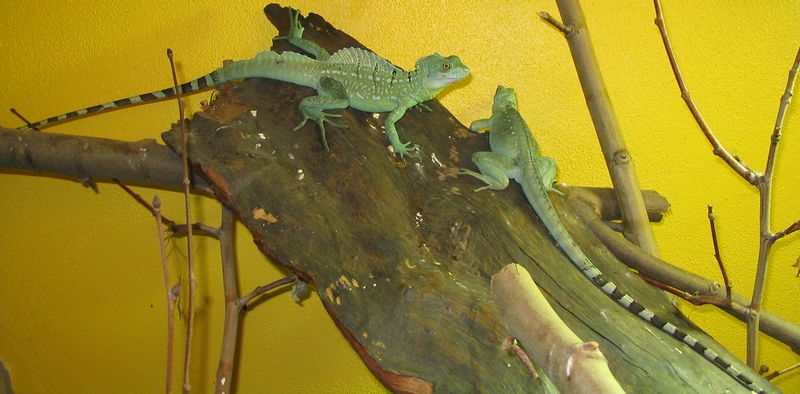 couple B. plumifrons 1