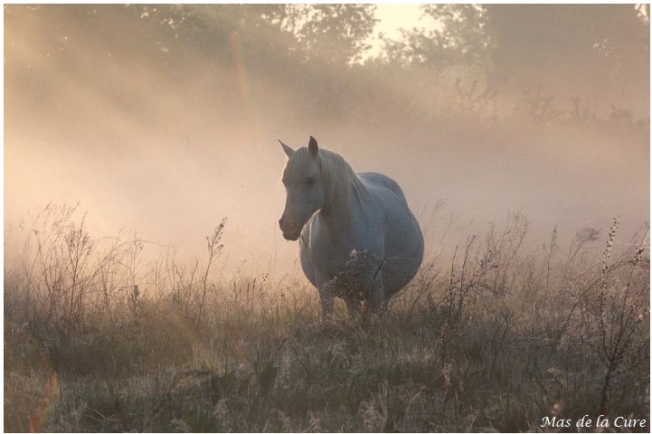Camargue5