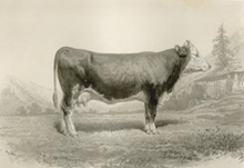 Vache Berne