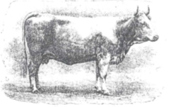 Vache femeline