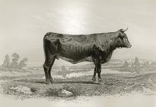 vache taurache
