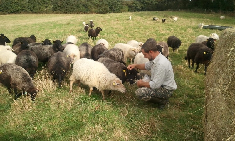 Mouton des landes de Bretagne Patrick Sastre 3