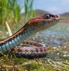 Thamnophis1