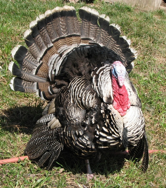 Narragansett male