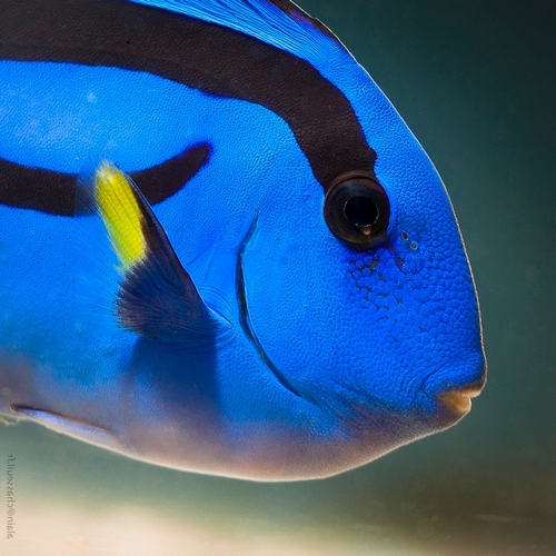 Paracanthurus hepatus Alain Chasseuil
