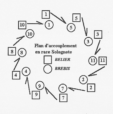 plan accouplement solognot