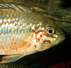 Apisto