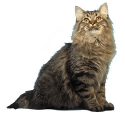 Bobtail