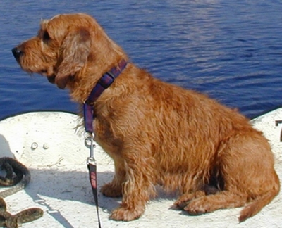 FauveBretagne