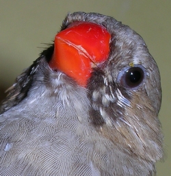 Moineau
