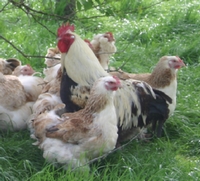 Races poules