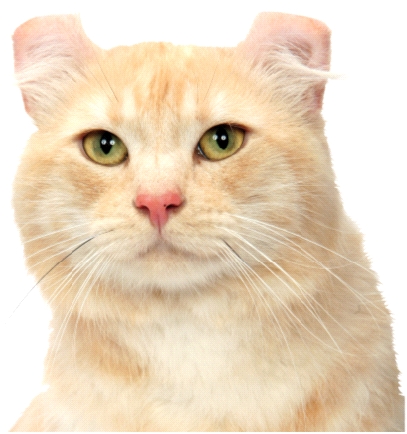 american curl