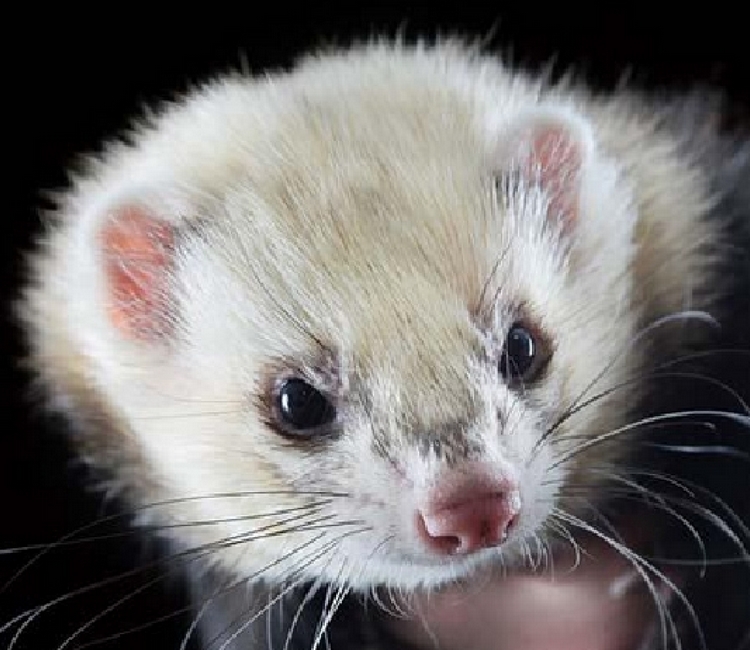 furet