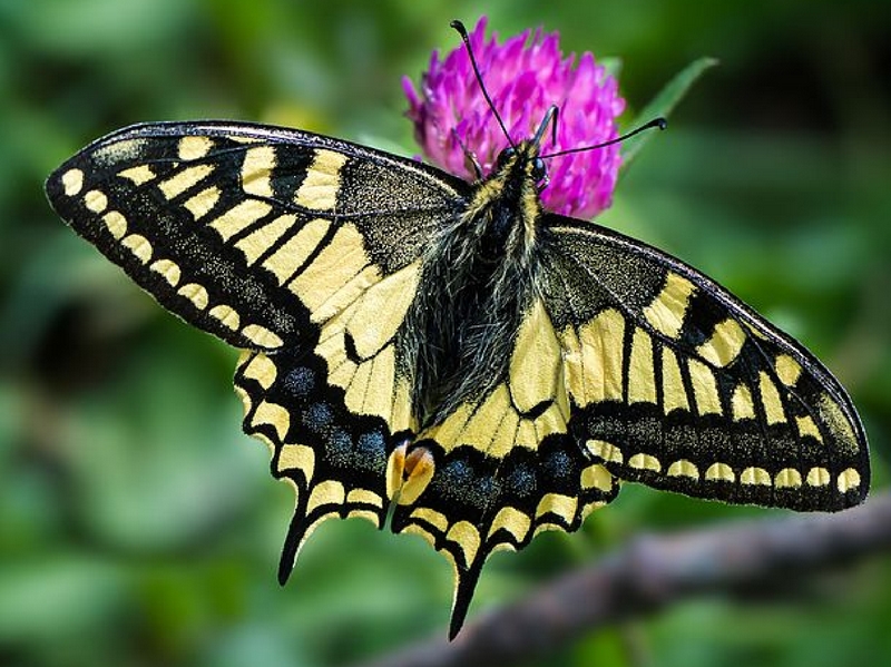 machaon