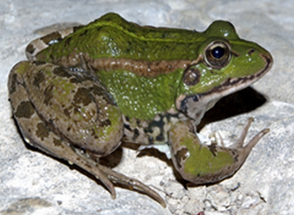 Grenouille de Perez
