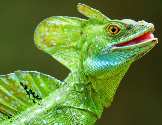 Basiliscus plumifrons