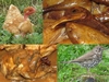 Bird as food2