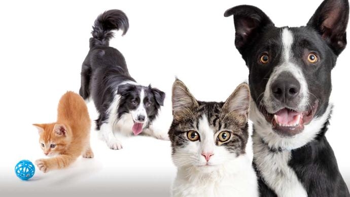 BEA animauxCompagnie