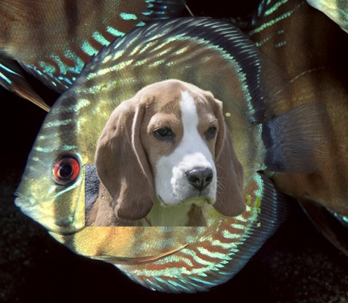 Poissonchien
