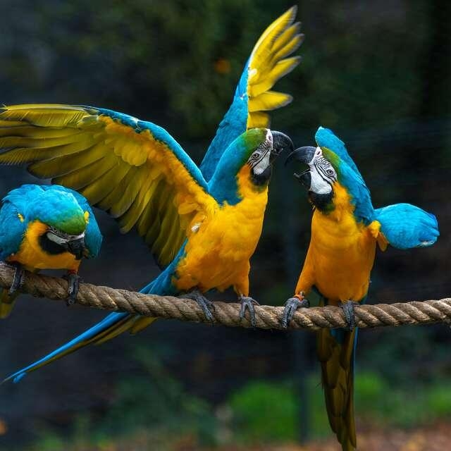 perroquets